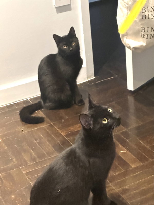 Frank aka Black Panther