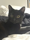 Frank aka Black Panther - Photo 9