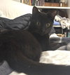 Frank aka Black Panther - Photo 10