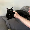 Frank aka Black Panther - Photo 8
