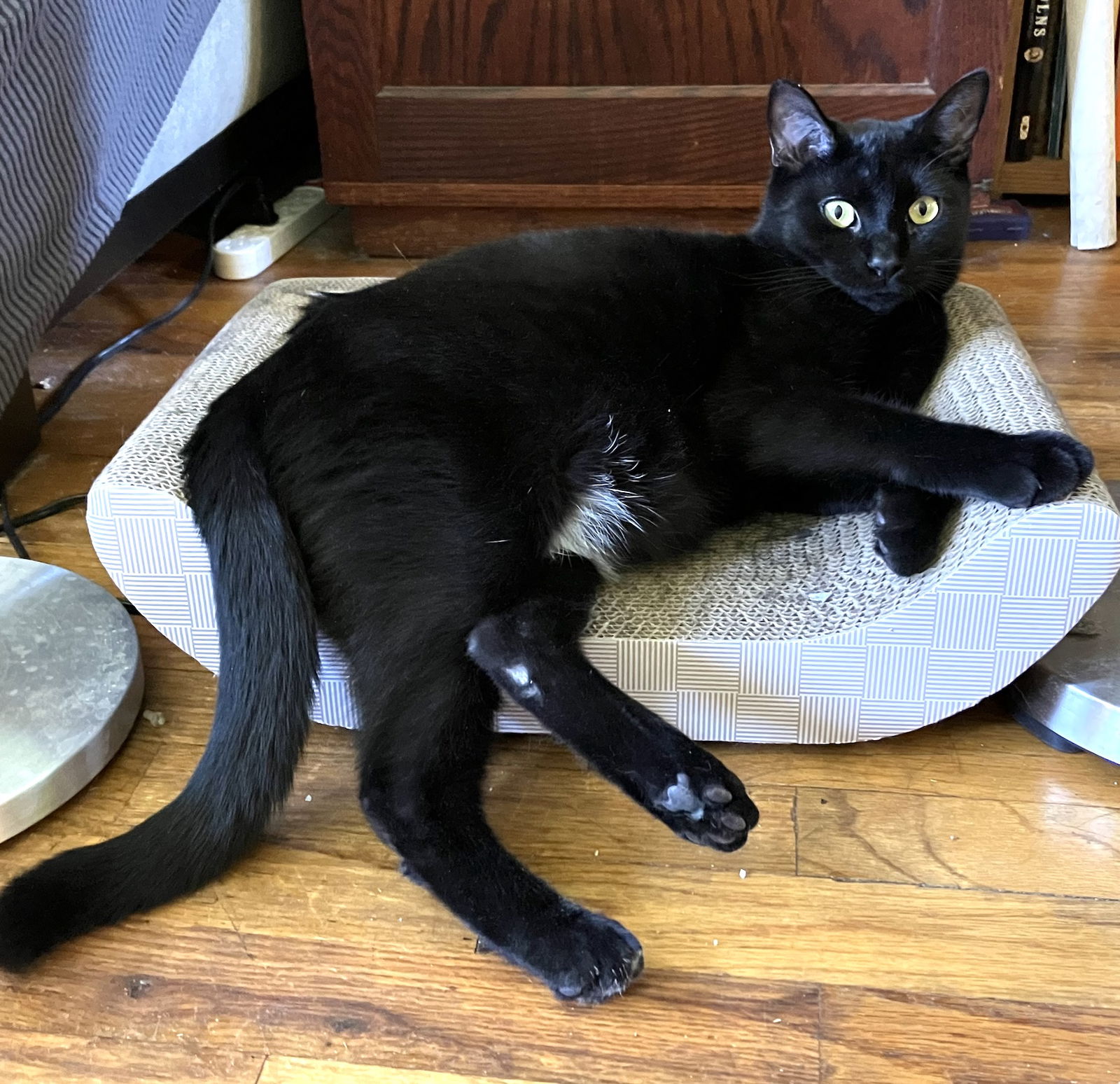 adoptable Cat in Brooklyn, NY named Frank aka Black Panther