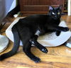 adoptable Cat in brooklyn, NY named Frank aka Black Panther