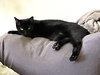Frank aka Black Panther - Photo 11