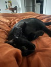 Frank aka Black Panther - Photo 4