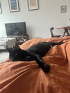 Frank aka Black Panther - Photo 5