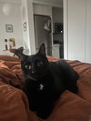 Frank aka Black Panther - Photo 1