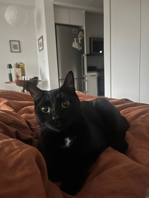 FRANK AKA BLACK PANTHER - Bombay available for adoption