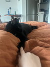 Frank aka Black Panther - Photo 2