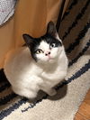 adoptable Cat in brooklyn, NY named Ms Kitty