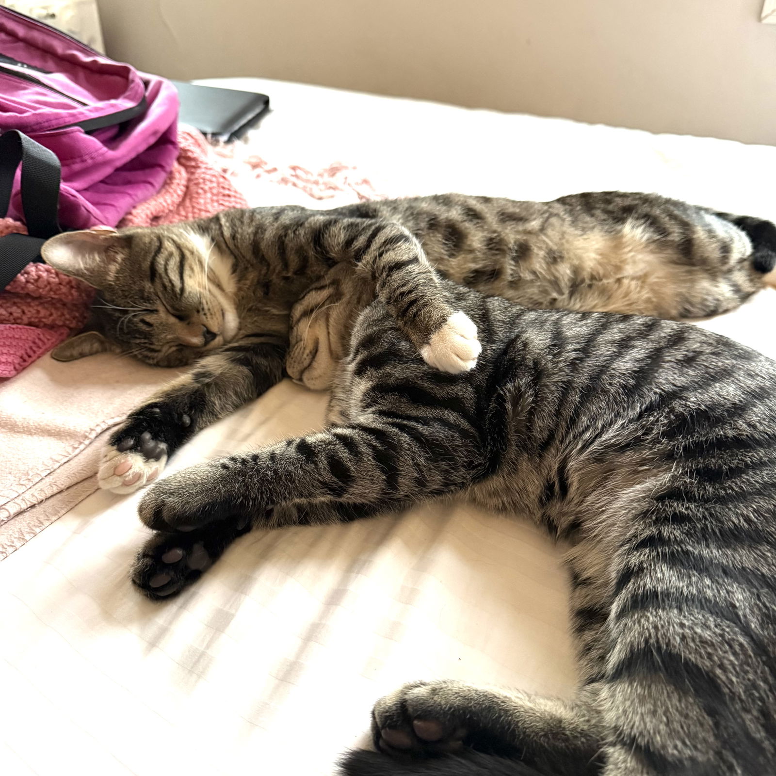 adoptable Cat in Brooklyn, NY named Shak and Smidge
