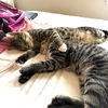 adoptable Cat in brooklyn, NY named Shak and Smidge