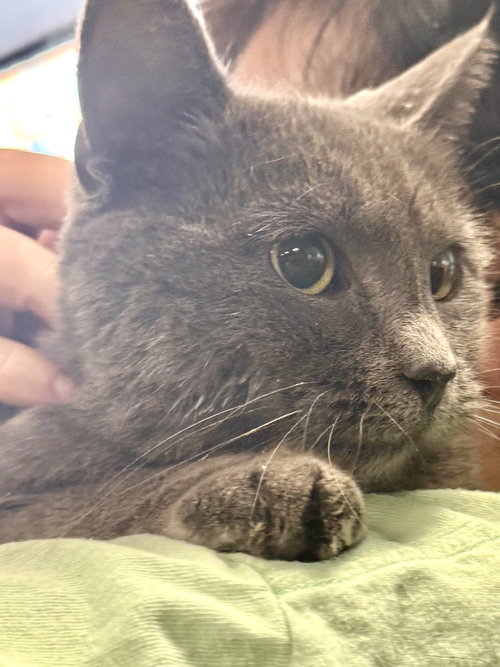 Tippy Plimsoll, Adult Russian Blue (short coat), cat for adoption in Clifton, New Jersey