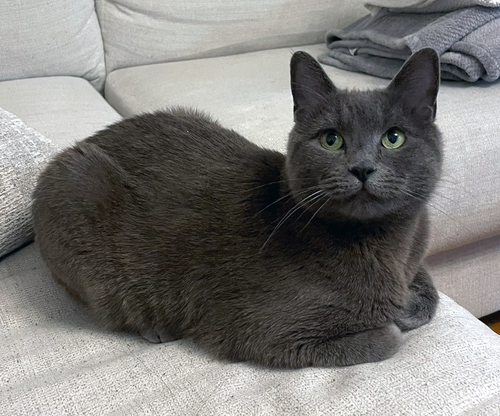 Tippy Plimsoll, Adult Russian Blue (short coat), cat for adoption in New Rochelle, New York