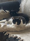 Luna and Lyra - Photo 2