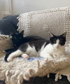 adoptable Cat in brooklyn, NY named Luna & Lyra