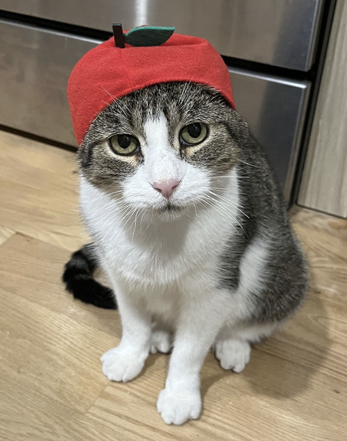 JUMBO - Domestic Short Hair available for adoption