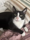 adoptable Cat in brooklyn, NY named Nyles