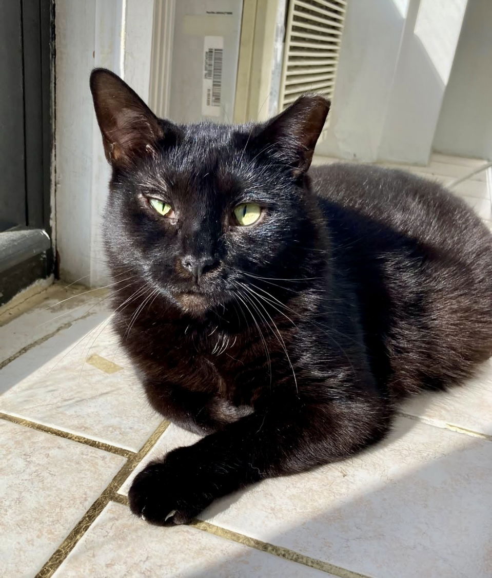 adoptable Cat in Brooklyn, NY named Daphne