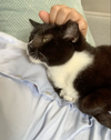 adoptable Cat in  named Beans Polydactyl!