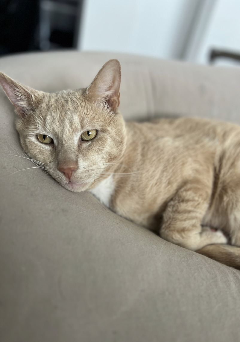 adoptable Cat in Brooklyn, NY named Clutch