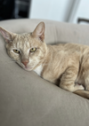 adoptable Cat in , NY named Clutch