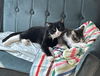 adoptable Cat in brooklyn, NY named Flip and Scout