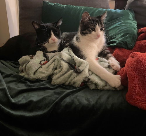FLIP AND SCOUT - Domestic Short Hair available for adoption