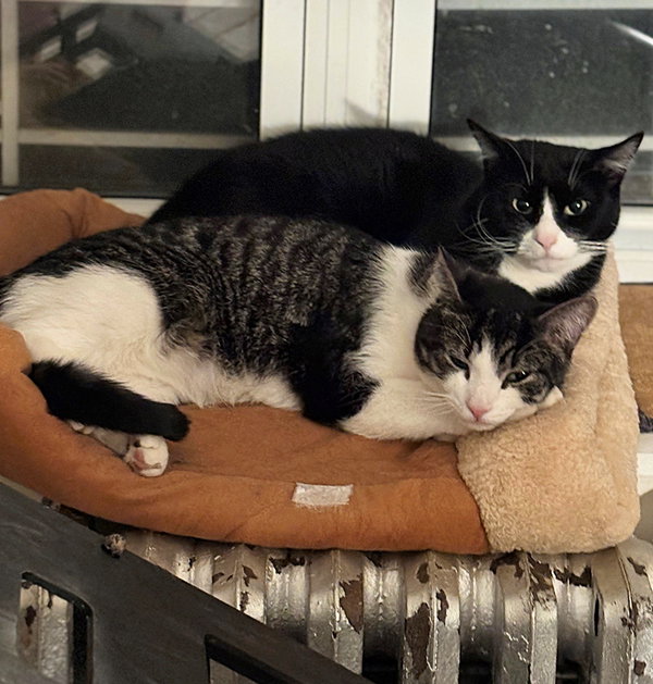 Flip and Scout
