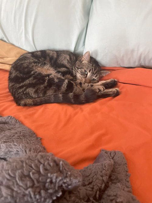 KIMMIE (LIL KIM) - Domestic Short Hair available for adoption
