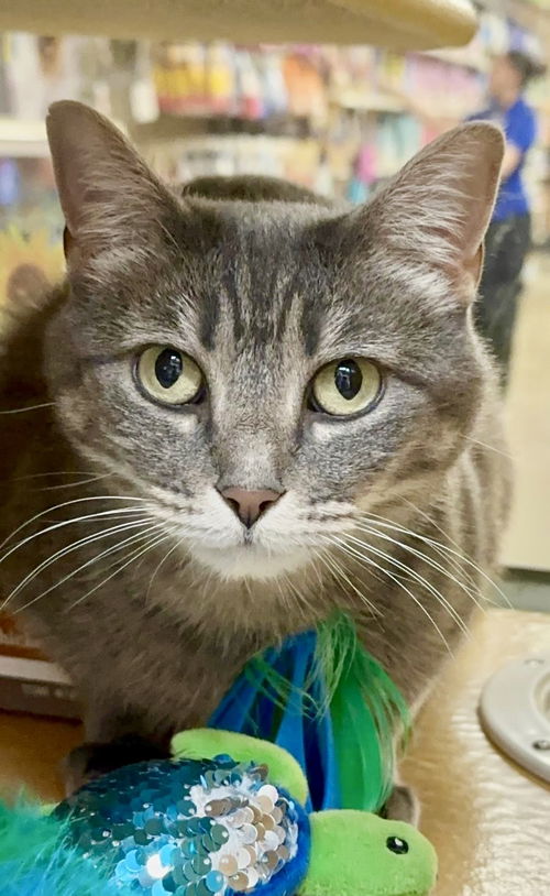 picture of the cat needing adoption