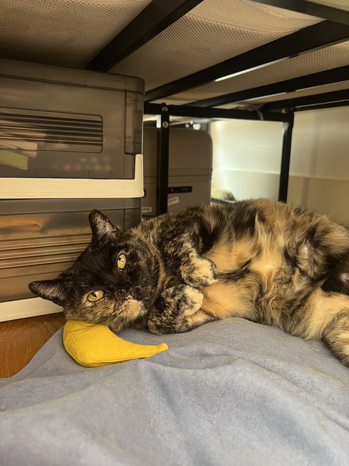 MAPLE - Domestic Short Hair available for adoption