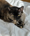 Maple - Photo 3