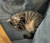 Prissy - Photo 2