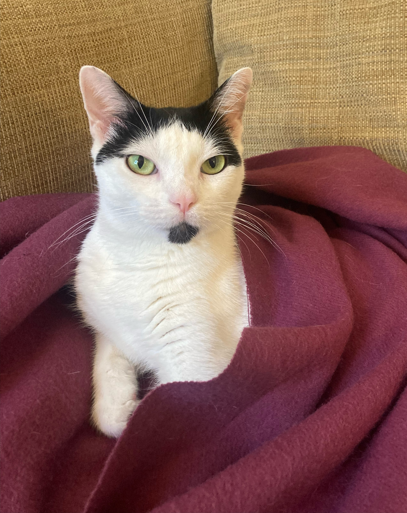 adoptable Cat in Brooklyn, NY named Mouse