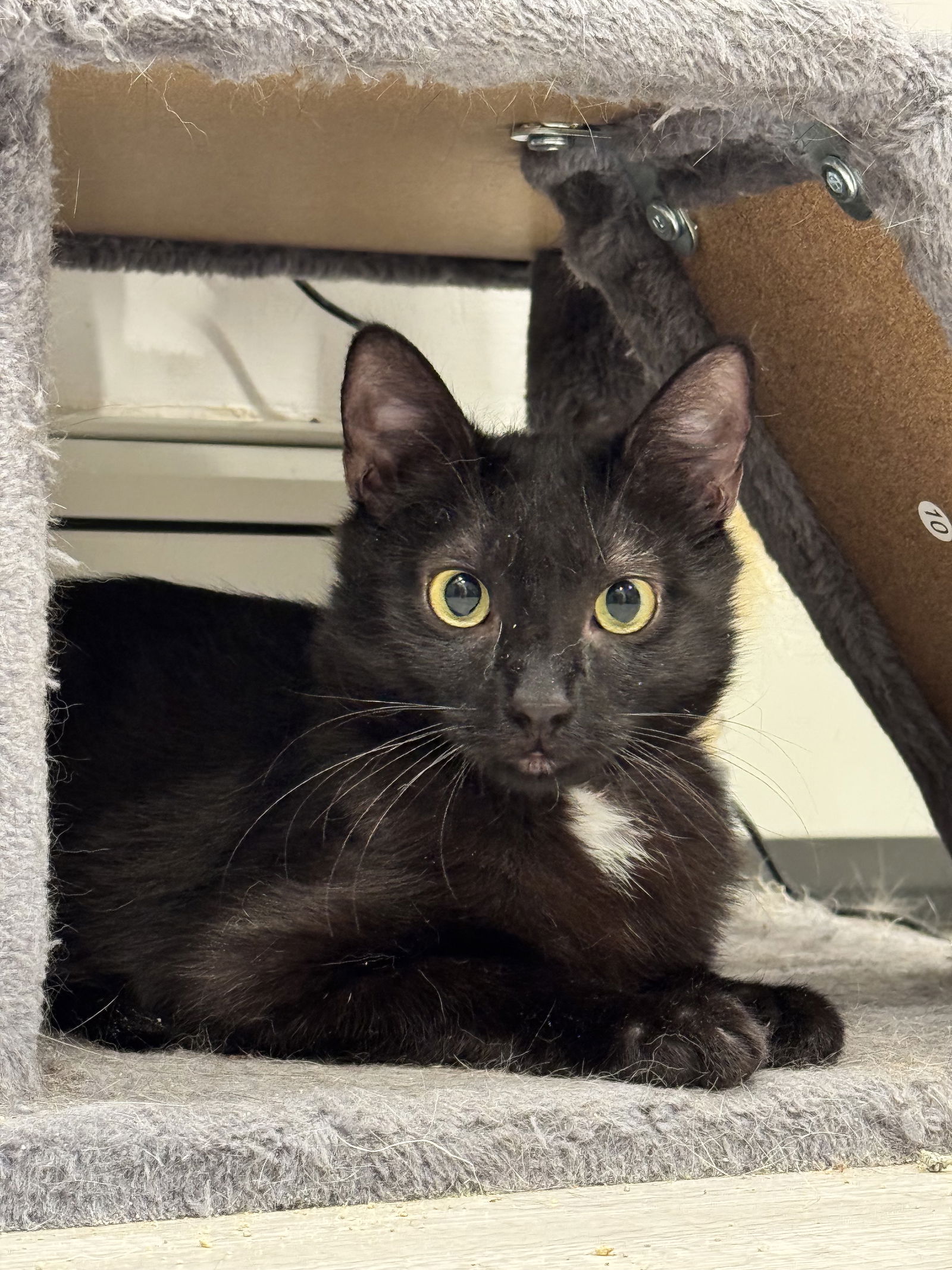adoptable Cat in Brooklyn, NY named Kris