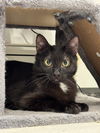 adoptable Cat in brooklyn, NY named Kris