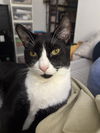 adoptable Cat in brooklyn, NY named Muffin