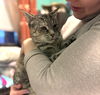 adoptable Cat in brooklyn, NY named Mia