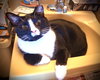 Pudding - Photo 1