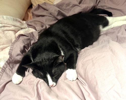 PUDDING - Domestic Short Hair available for adoption