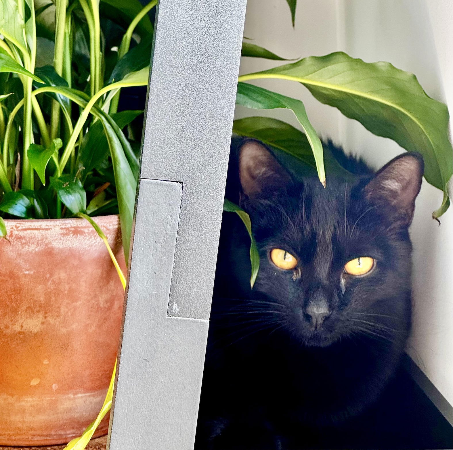 adoptable Cat in Brooklyn, NY named Quake