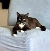 Pumbaa - Photo 3