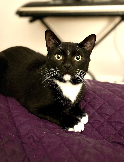 PUMBAA - Domestic Short Hair available for adoption
