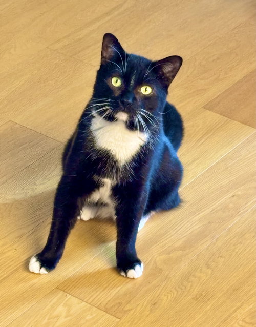 Pumbaa, Young Domestic Short Hair (short coat), cat for adoption in Clifton, New Jersey