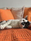 adoptable Cat in brooklyn, NY named Luxardo