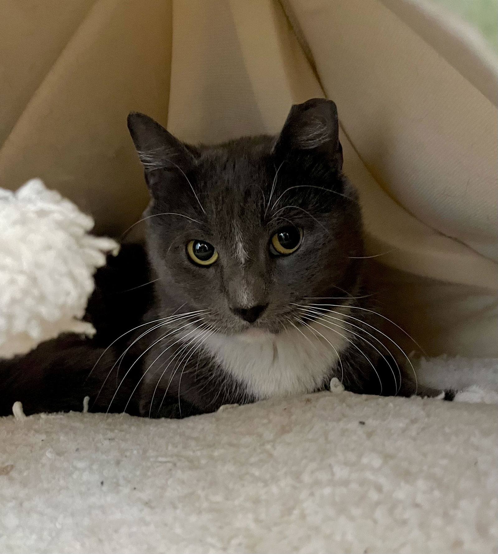 adoptable Cat in Brooklyn, NY named Tabasco