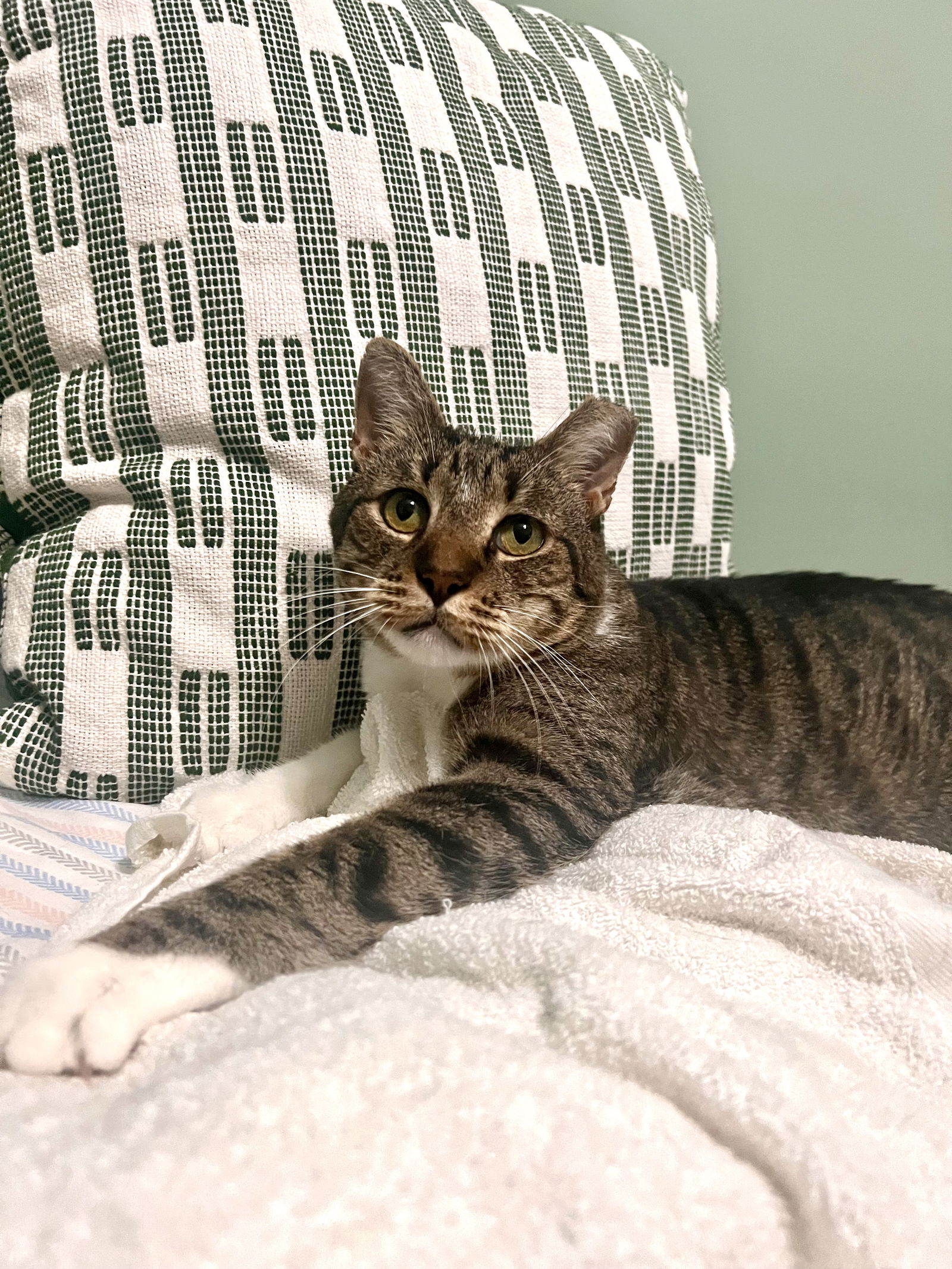 adoptable Cat in Brooklyn, NY named Greysen