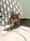adoptable Cat in brooklyn, NY named Greysen