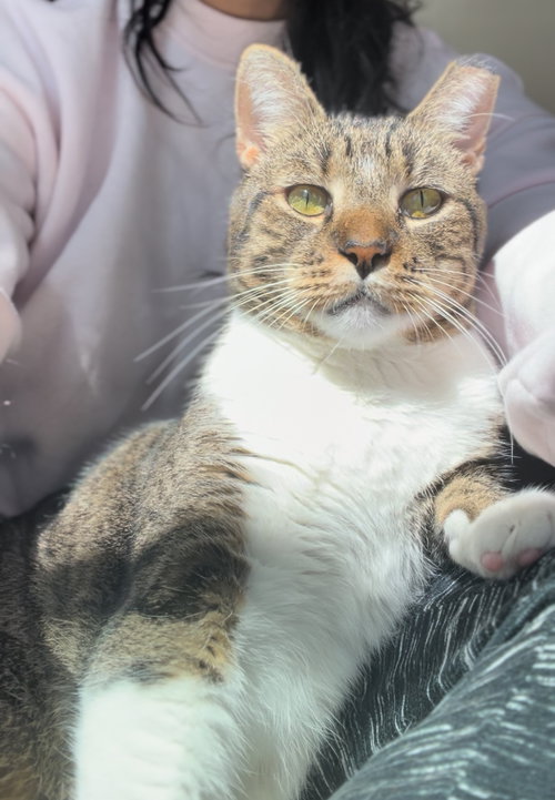 GREYSEN - Domestic Short Hair available for adoption