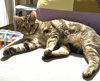 Raisinette - Photo 4
